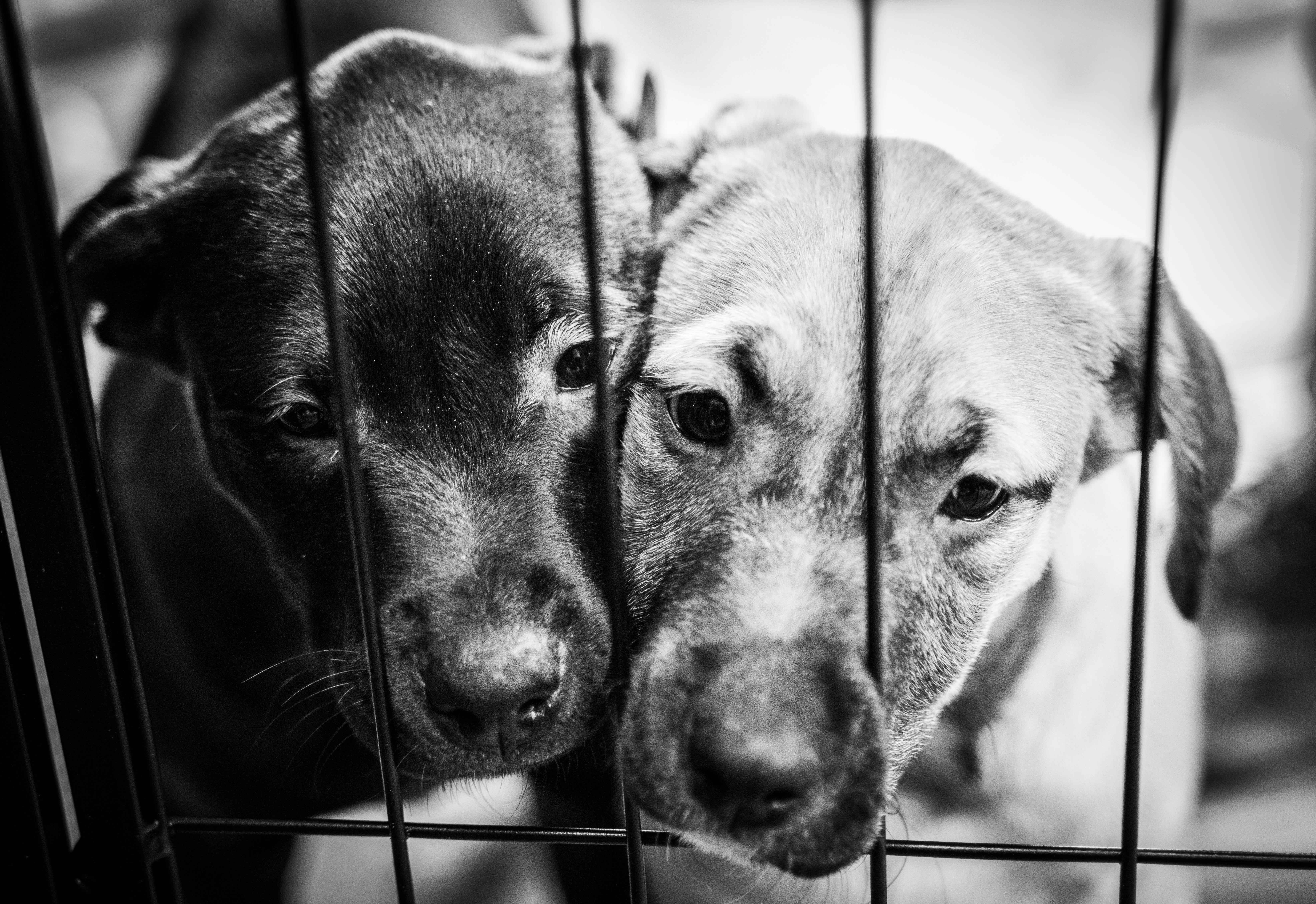 Enlarge Bolt- From the Fastener 11, a Adoptable mixed breed in Kentwood, MI image 6/6