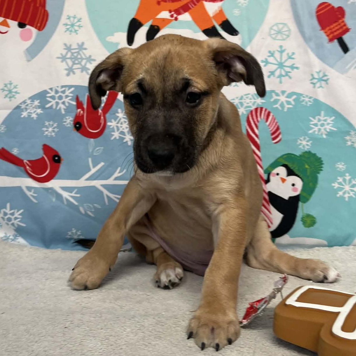 Enlarge Bolt- From the Fastener 11, a Adoptable mixed breed in Kentwood, MI image 5/6