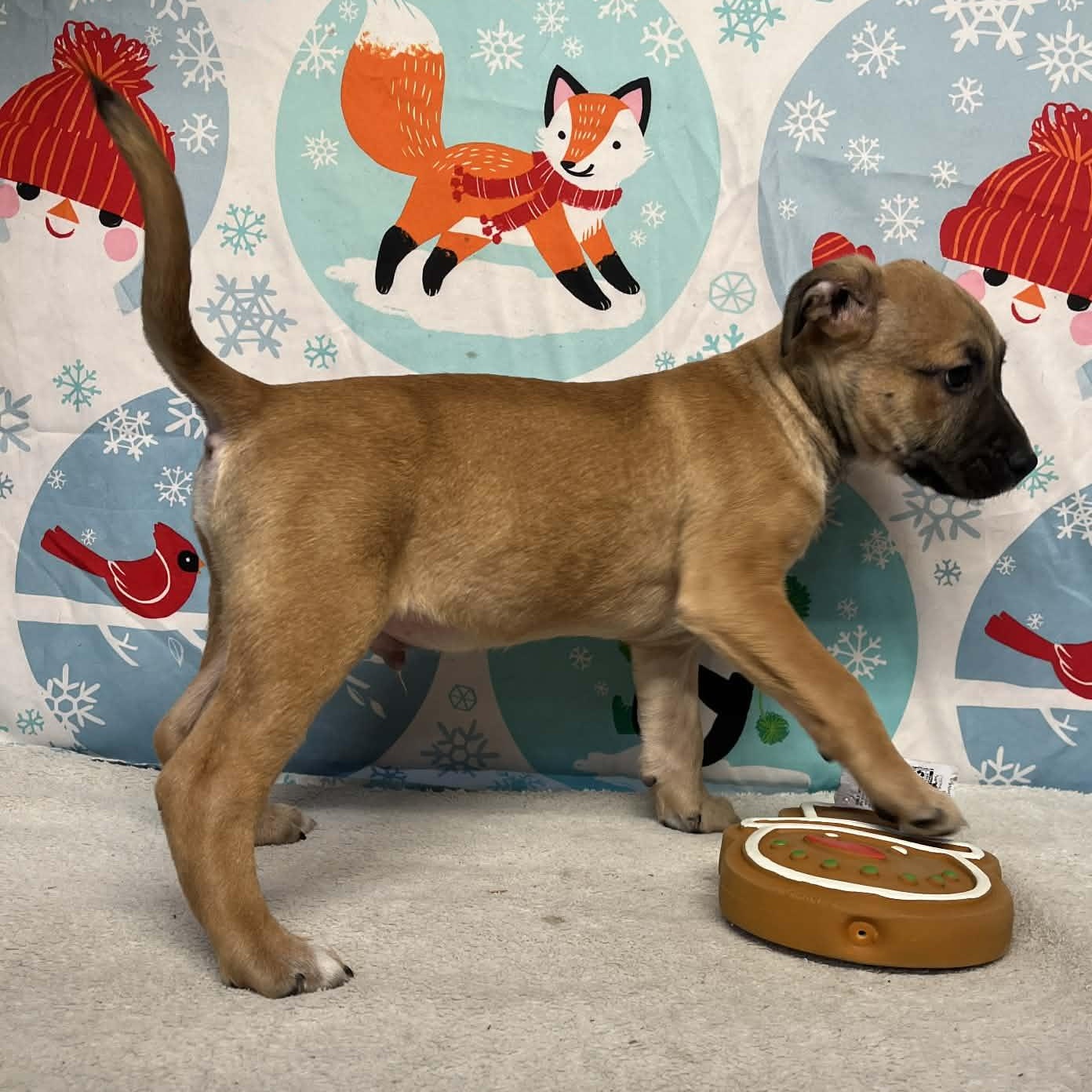 Enlarge Bolt- From the Fastener 11, a Adoptable mixed breed in Kentwood, MI image 4/6