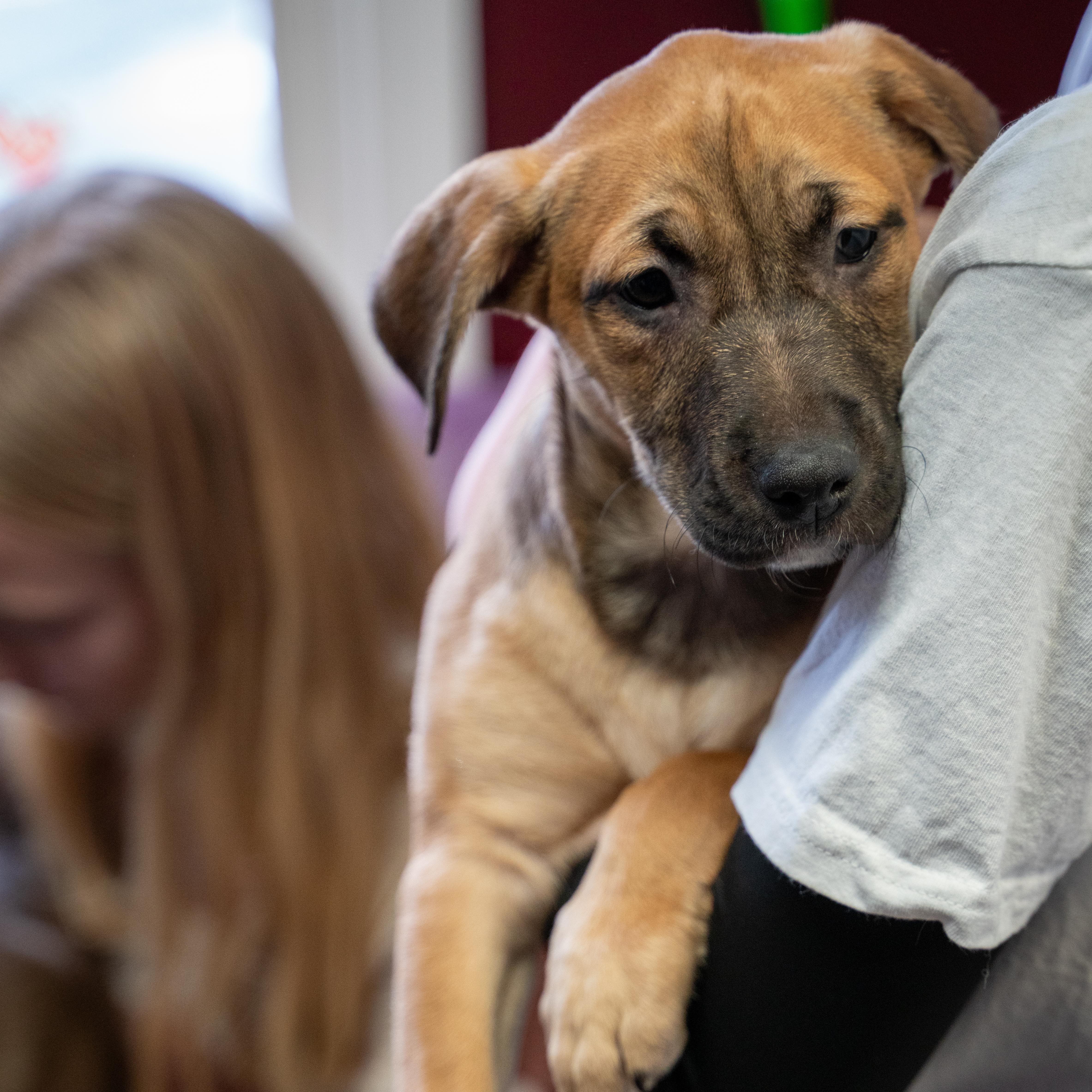 Bolt- From the Fastener 11, Adoptable, Puppy Male Retriever & Pit Bull Terrier.