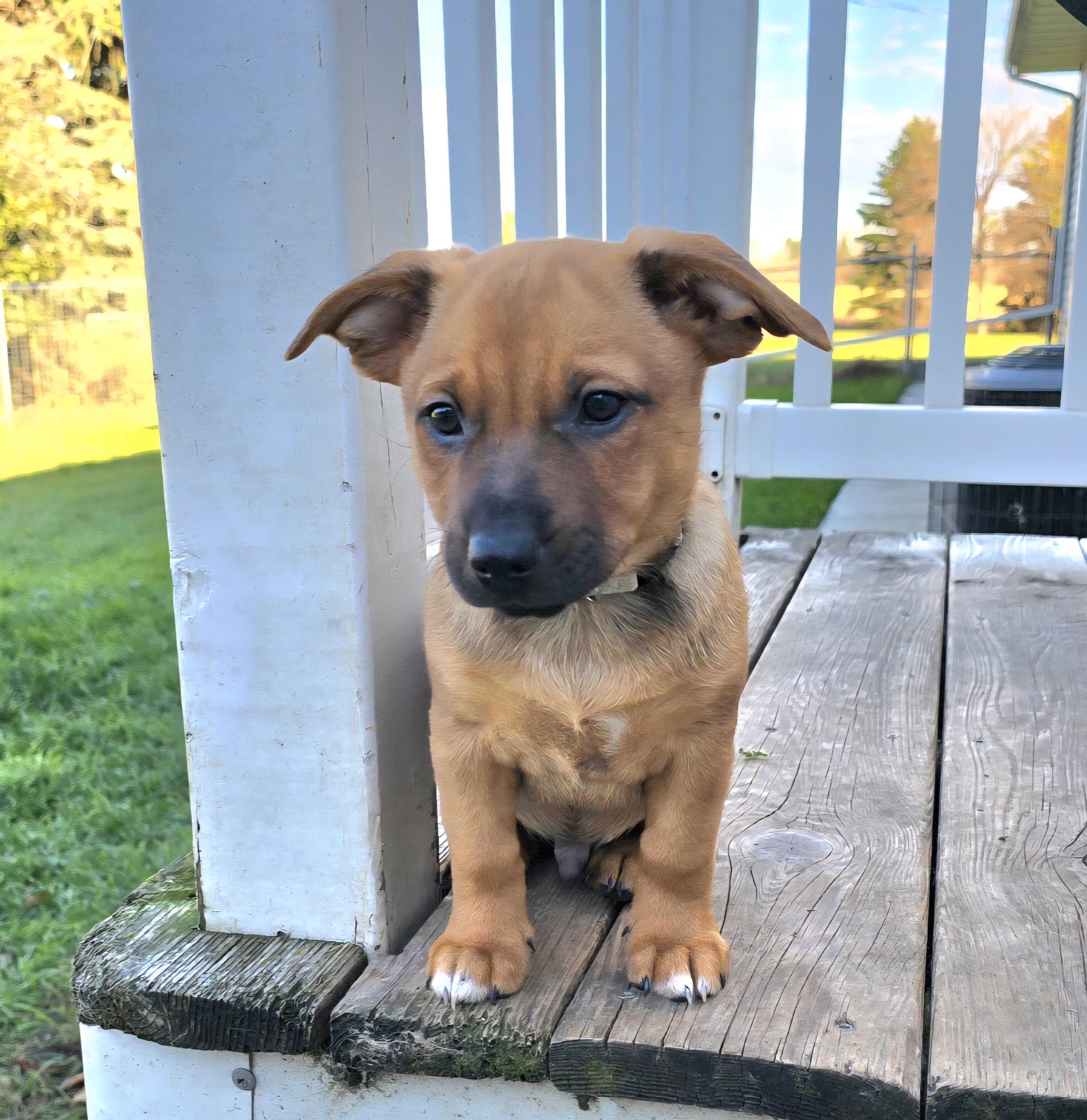 Enlarge Griffin-*Rest in Peace*, a Adoptable mixed breed in Jamestown, ND image 2/5