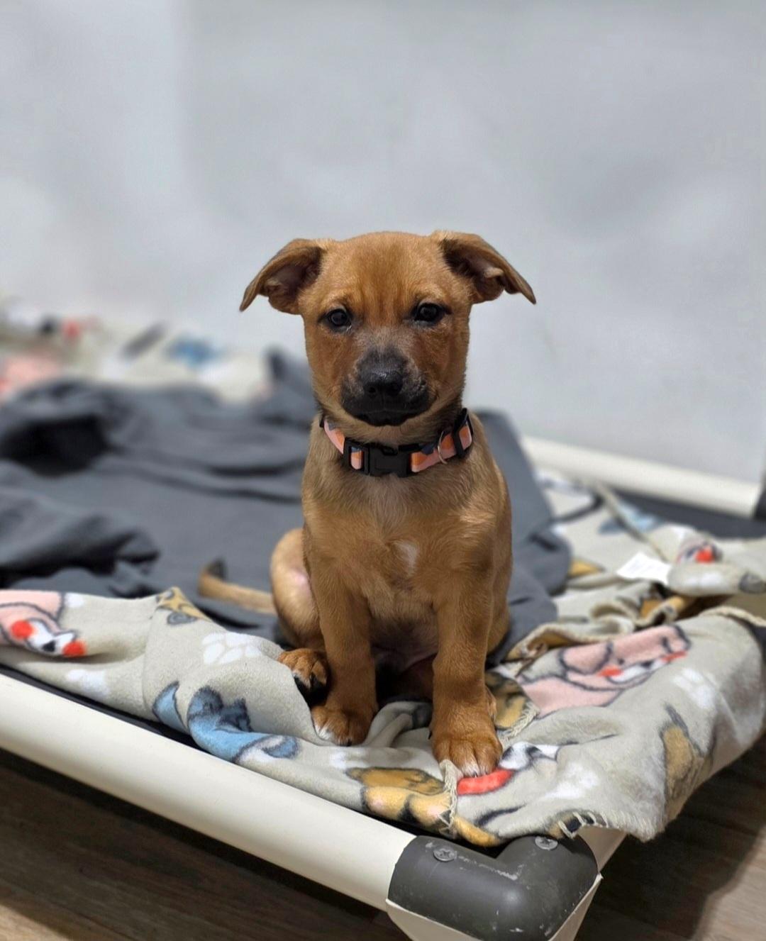 Enlarge Griffin-*Rest in Peace*, a Adoptable mixed breed in Jamestown, ND image 3/5