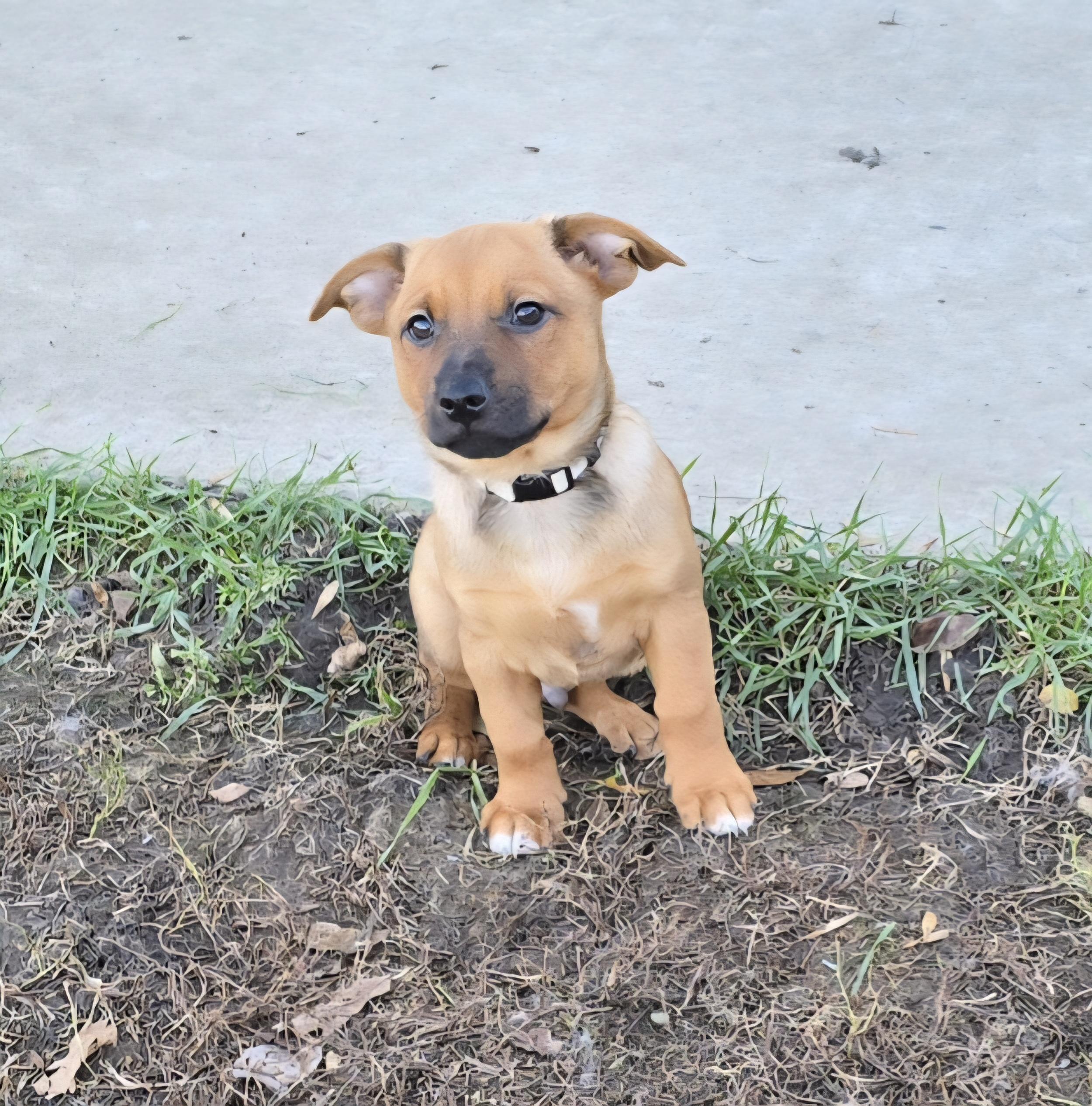Enlarge Griffin-*Rest in Peace*, a Adoptable mixed breed in Jamestown, ND image 1/5