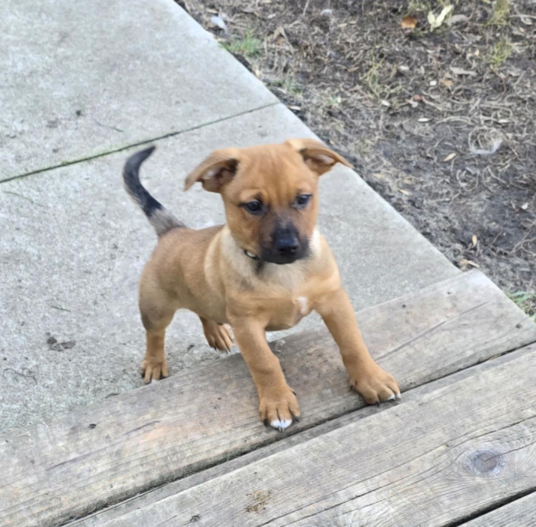 Enlarge Griffin-*Rest in Peace*, a Adoptable mixed breed in Jamestown, ND image 4/5