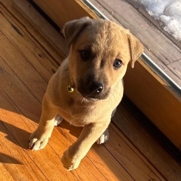 Cupid - A Puerto Rican Prince, Adoptable, Puppy Male Yellow Labrador Retriever.