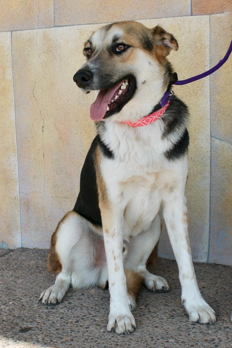 Detour, Adoptable, Adult Male Smooth Collie & Shepherd.