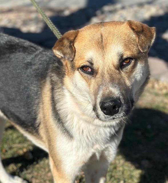 Enlarge Detour, a Adoptable mixed breed in Albuquerque, NM image 2/6