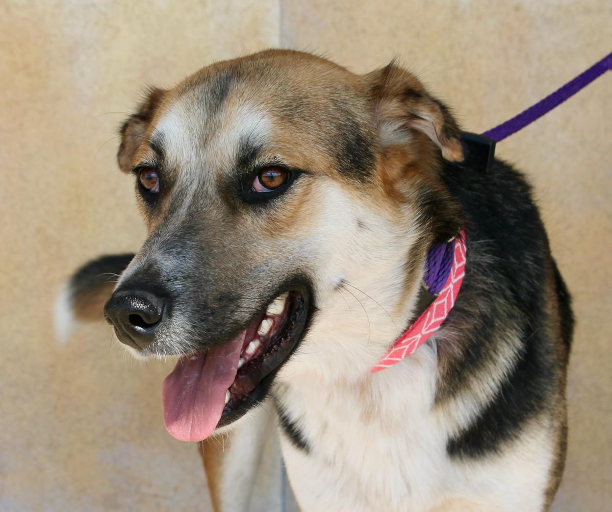 Enlarge Detour, a Adoptable mixed breed in Albuquerque, NM image 3/6