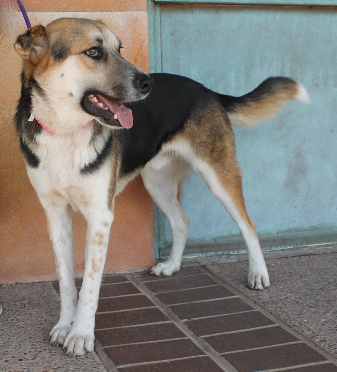 Enlarge Detour, a Adoptable mixed breed in Albuquerque, NM image 4/6