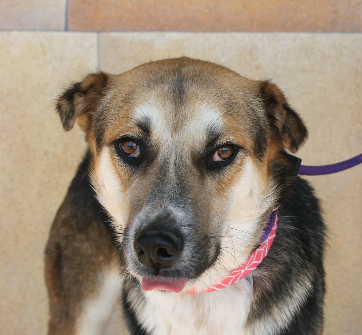 Enlarge Detour, a Adoptable mixed breed in Albuquerque, NM image 5/6