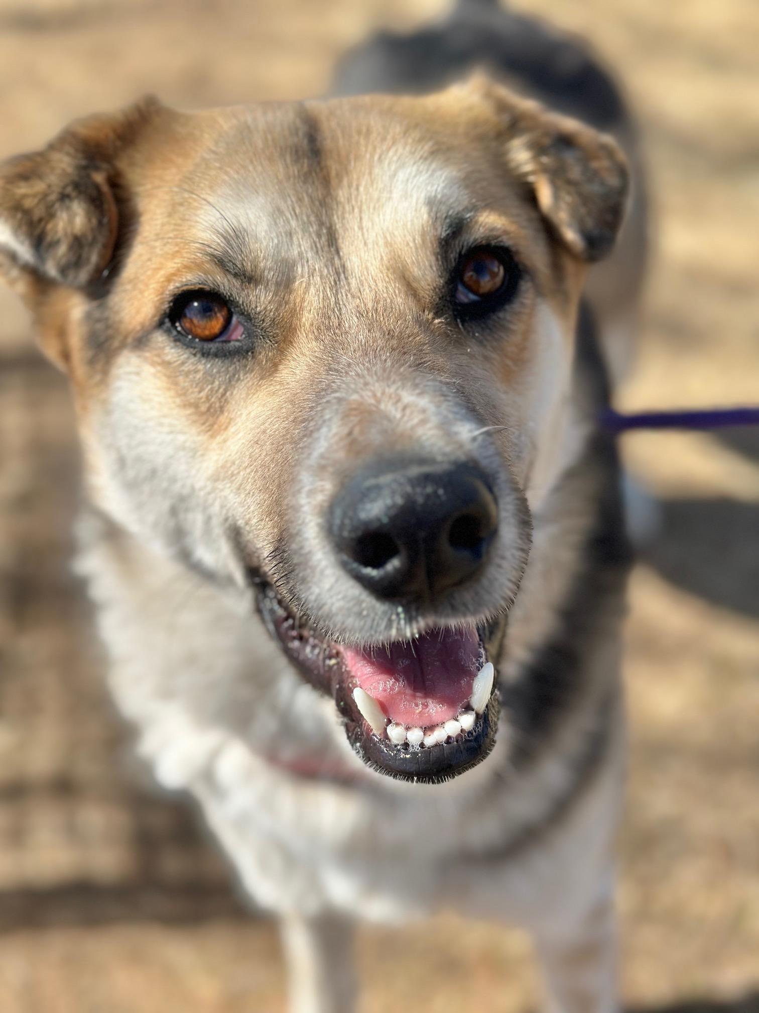 Detour, Adoptable, Adult Male Smooth Collie & Shepherd.