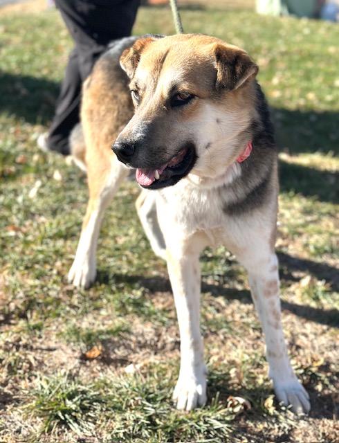 Enlarge Detour, a Adoptable mixed breed in Albuquerque, NM image 6/6