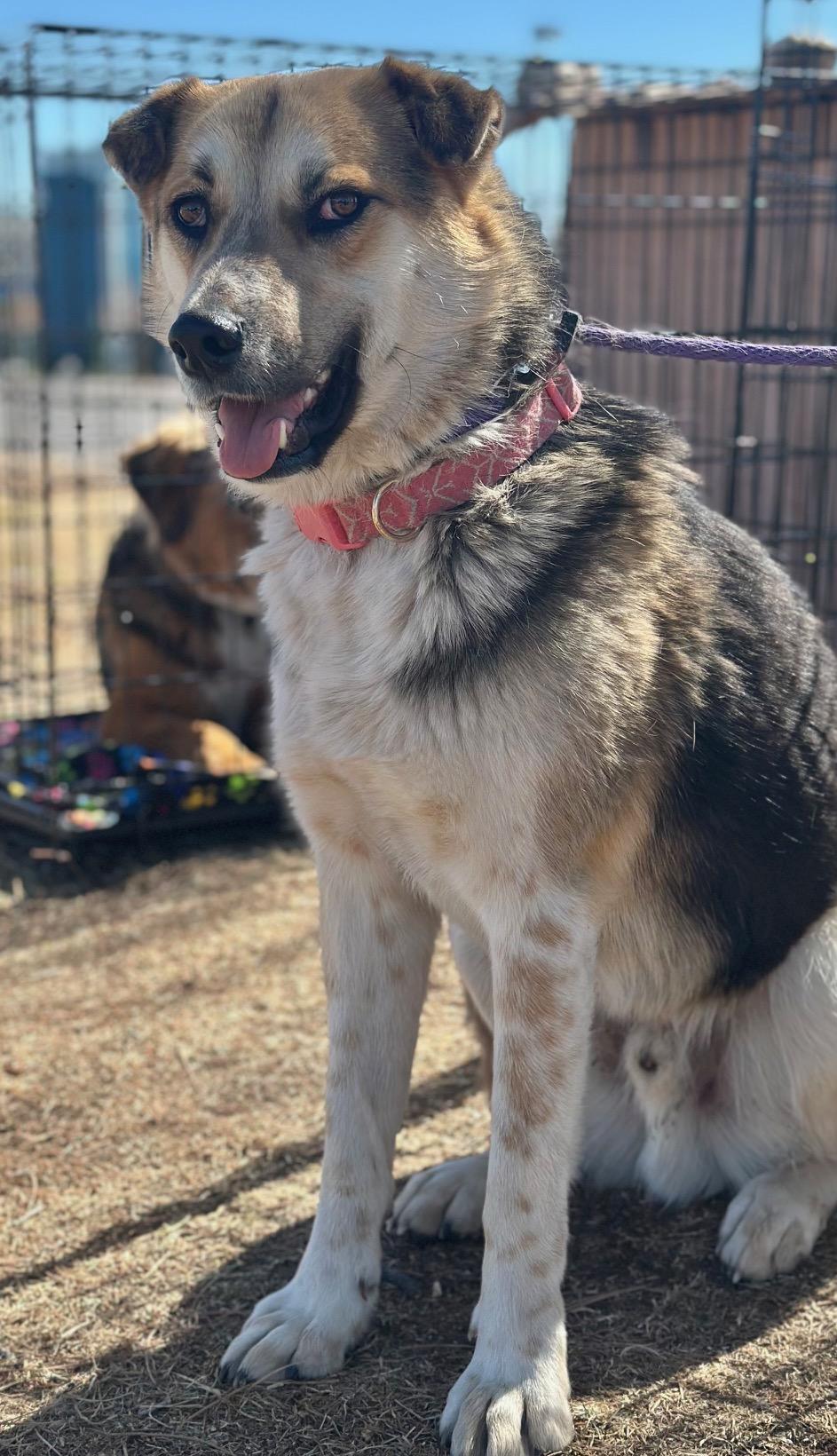 Enlarge Detour, a Adoptable mixed breed in Albuquerque, NM image 2/6
