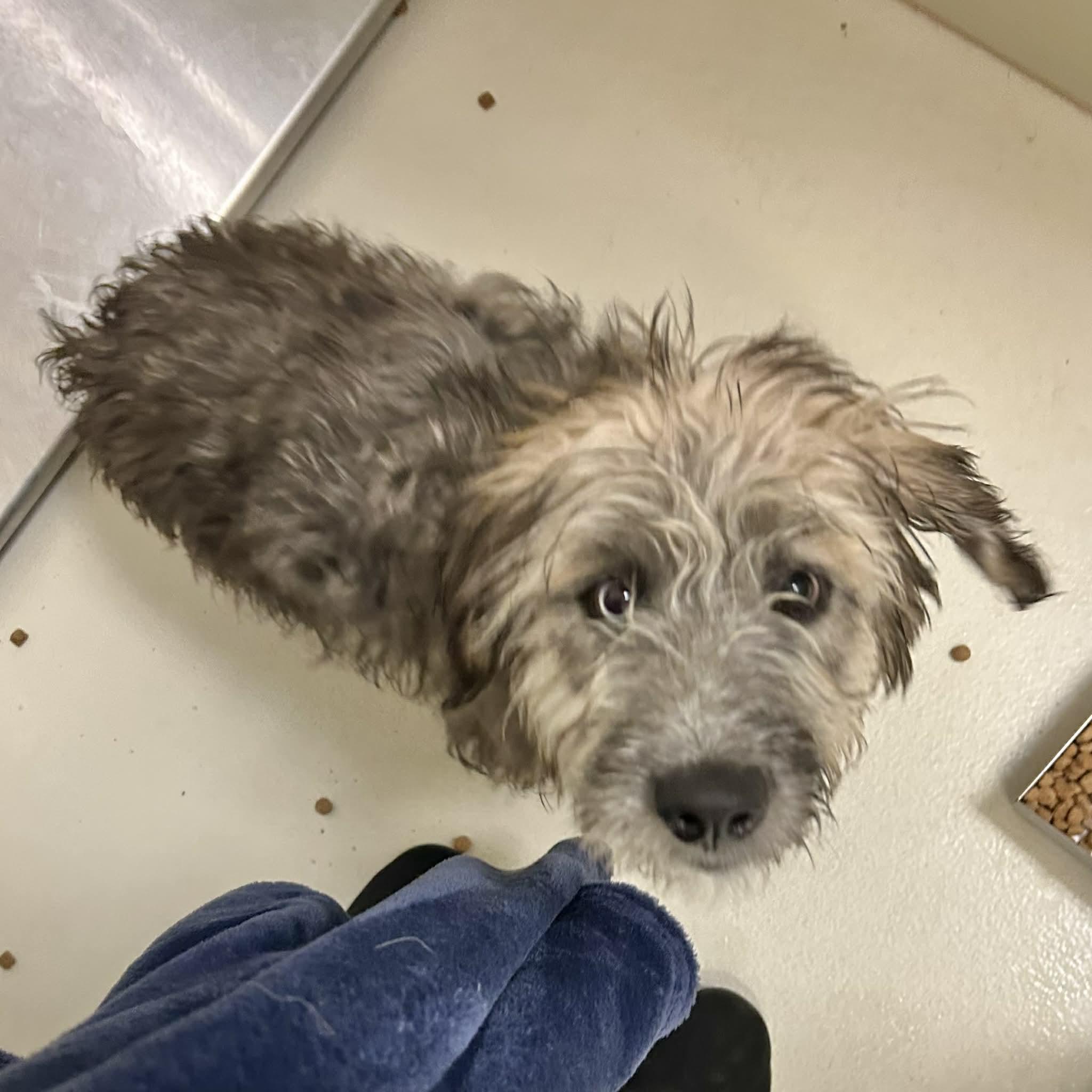 Enlarge Sierra, a ADOPTABLE mixed breed in Boulder, CO image 2/2