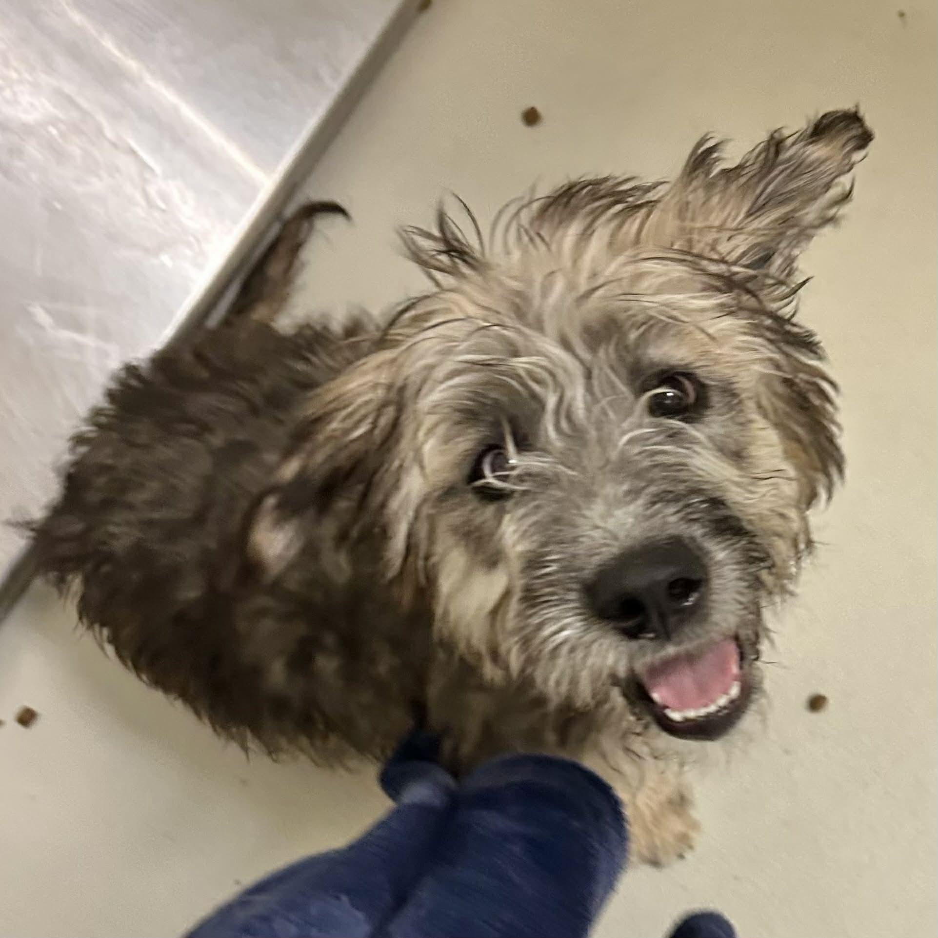 Sierra, ADOPTABLE, Puppy Female Schnauzer & Poodle.