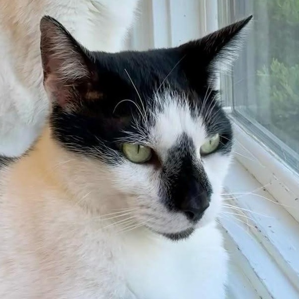 FatBoy, a Adoptable Domestic Short Hair image 4/6