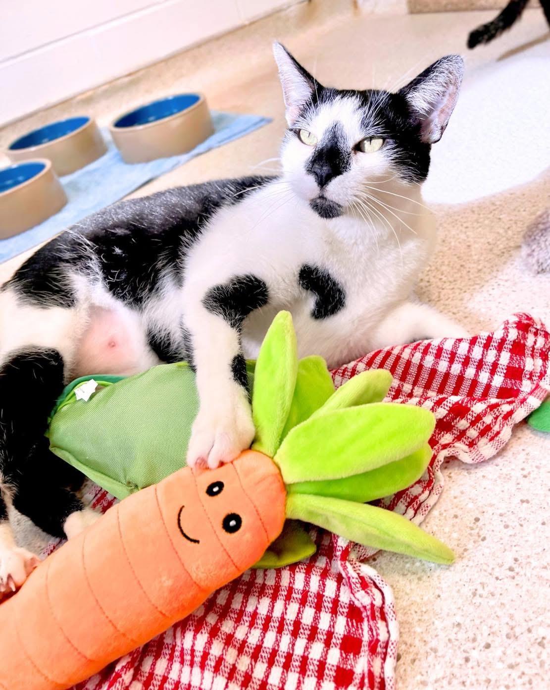 FatBoy, a Adoptable Domestic Short Hair image 3/6