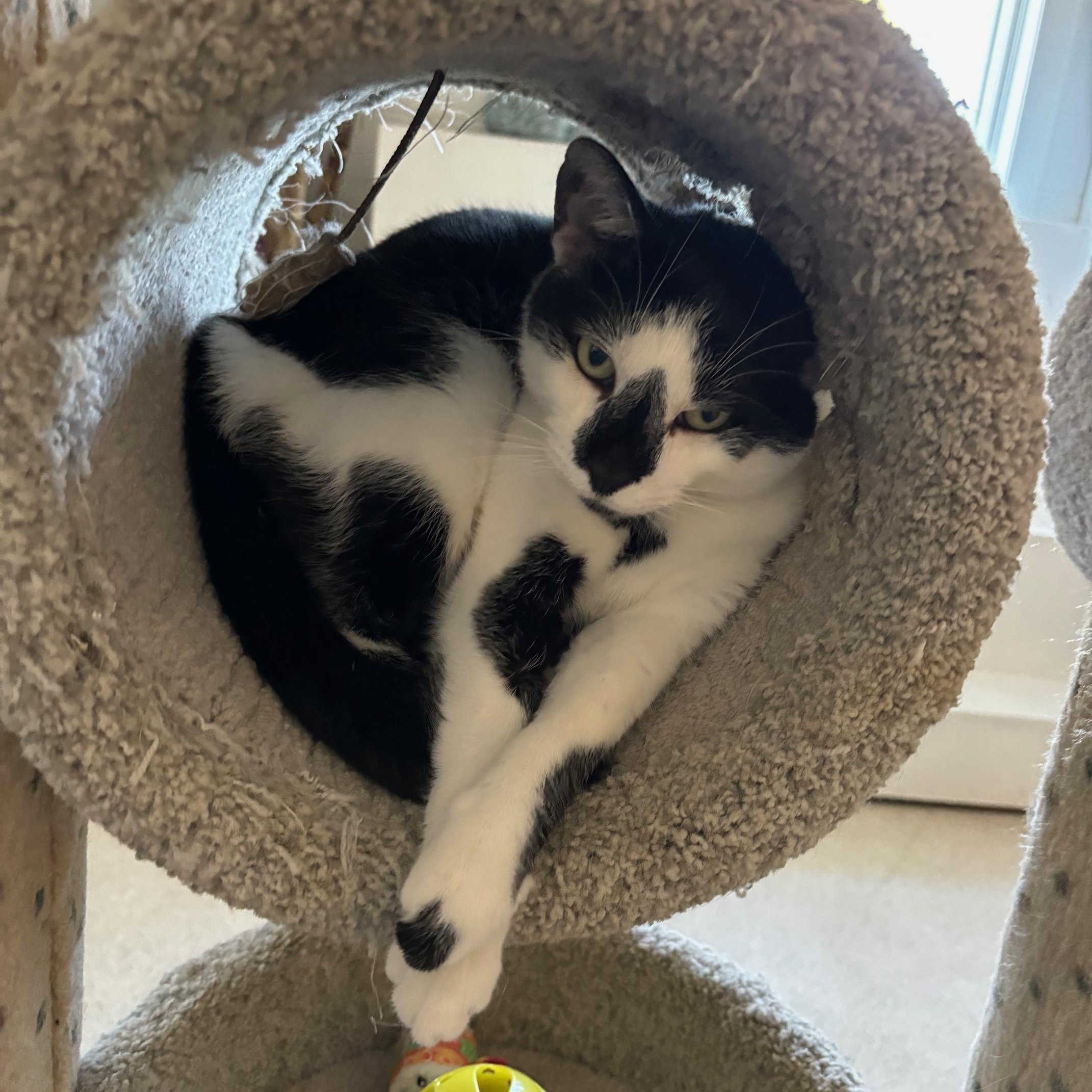 Enlarge FatBoy, a Adoptable Domestic Short Hair in Cincinnati, OH image 2/6