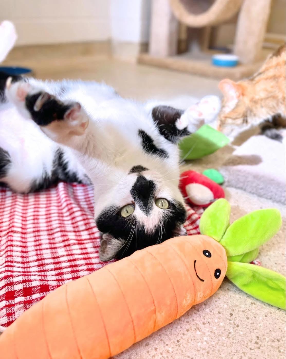 FatBoy, a Adoptable Domestic Short Hair image 1/6