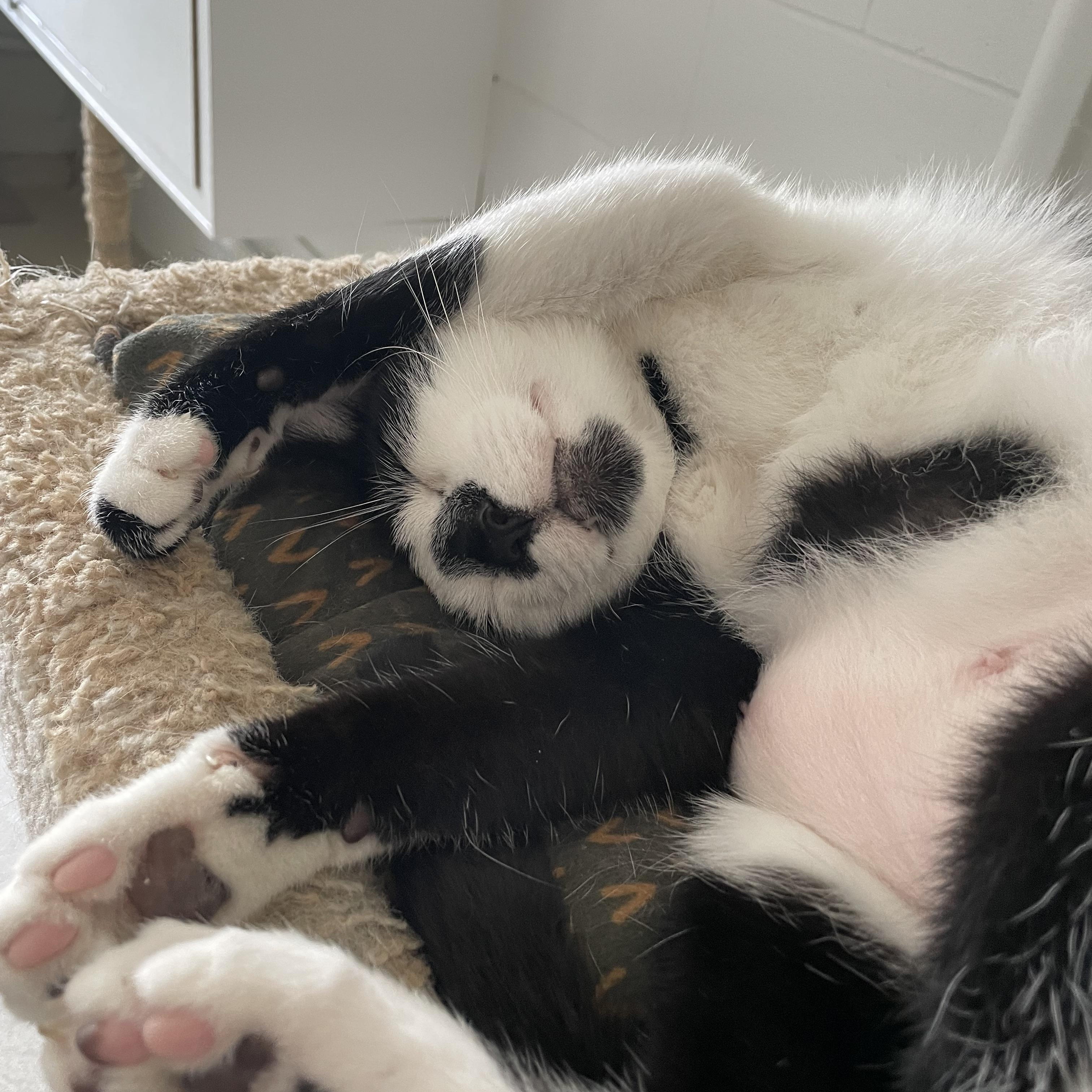 FatBoy, a Adoptable Domestic Short Hair image 6/6