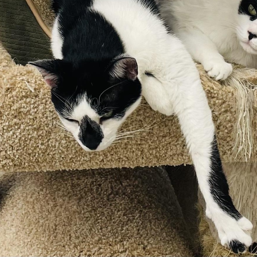 FatBoy, a Adoptable Domestic Short Hair image 5/6