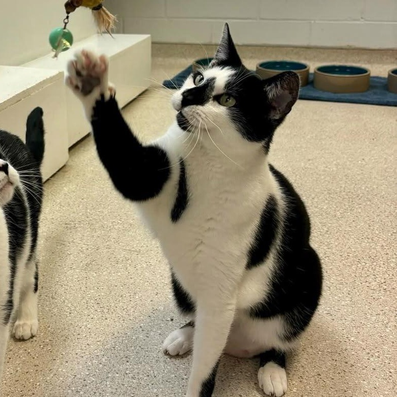 FatBoy, a Adoptable Domestic Short Hair image 2/6