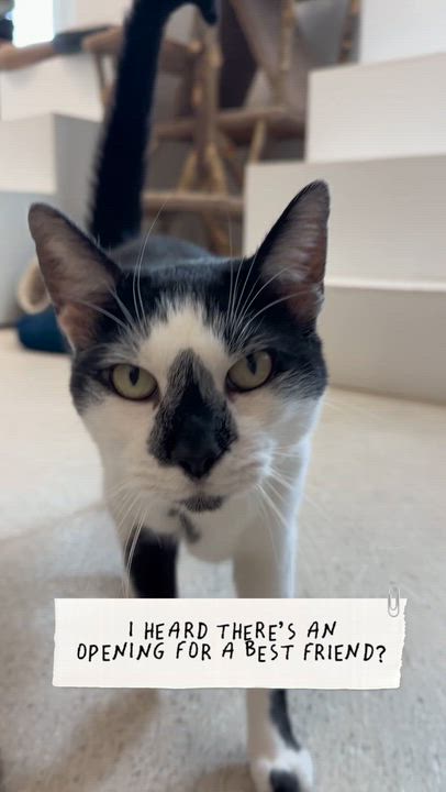 Enlarge FatBoy, an adoptable Domestic Short Hair in Cincinnati, OH video 2/6