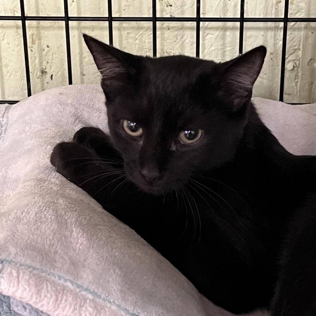 Cannonball, Adoptable, Adult Male Domestic Short Hair.