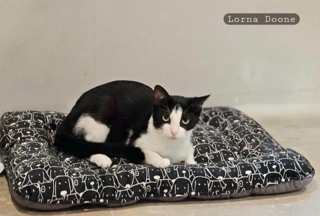 Lorna Doo, Adoptable, Young Female Domestic Short Hair.