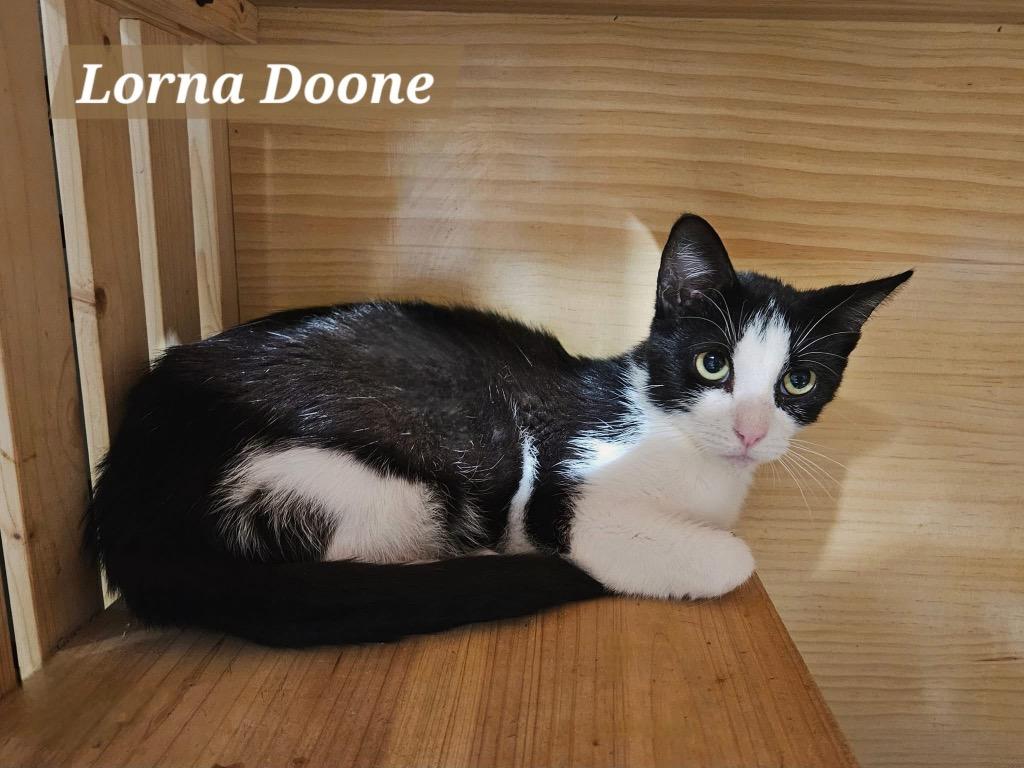 Lorna Doo, Adoptable, Young Female Domestic Short Hair.
