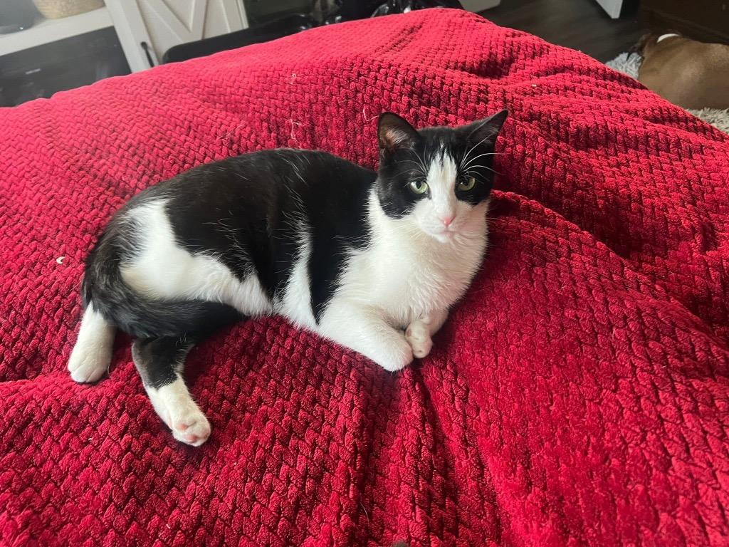 Enlarge Lorna Doo, a Adoptable mixed breed in Charlotte, MI image 3/6