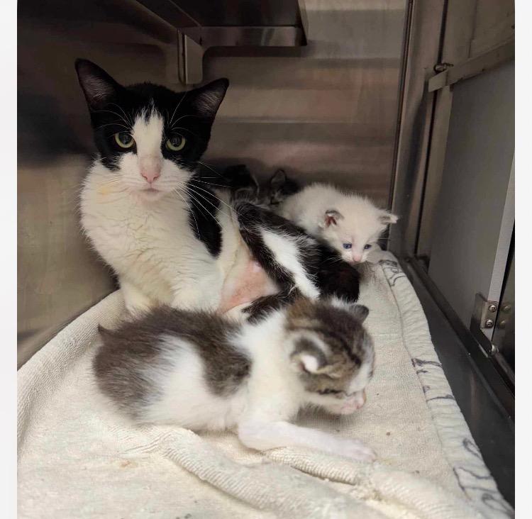 Enlarge Lorna Doo, a Adoptable mixed breed in Charlotte, MI image 5/6