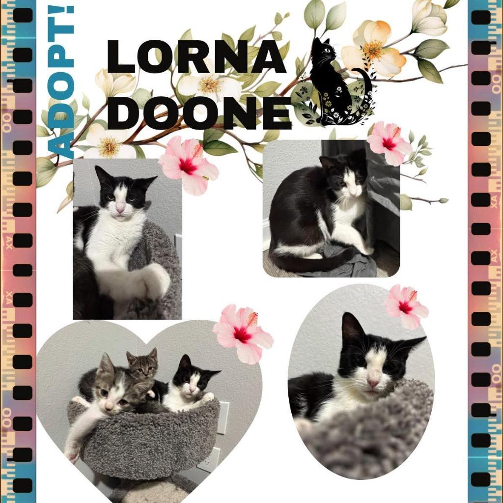 Enlarge Lorna Doo, a Adoptable mixed breed in Charlotte, MI image 6/6