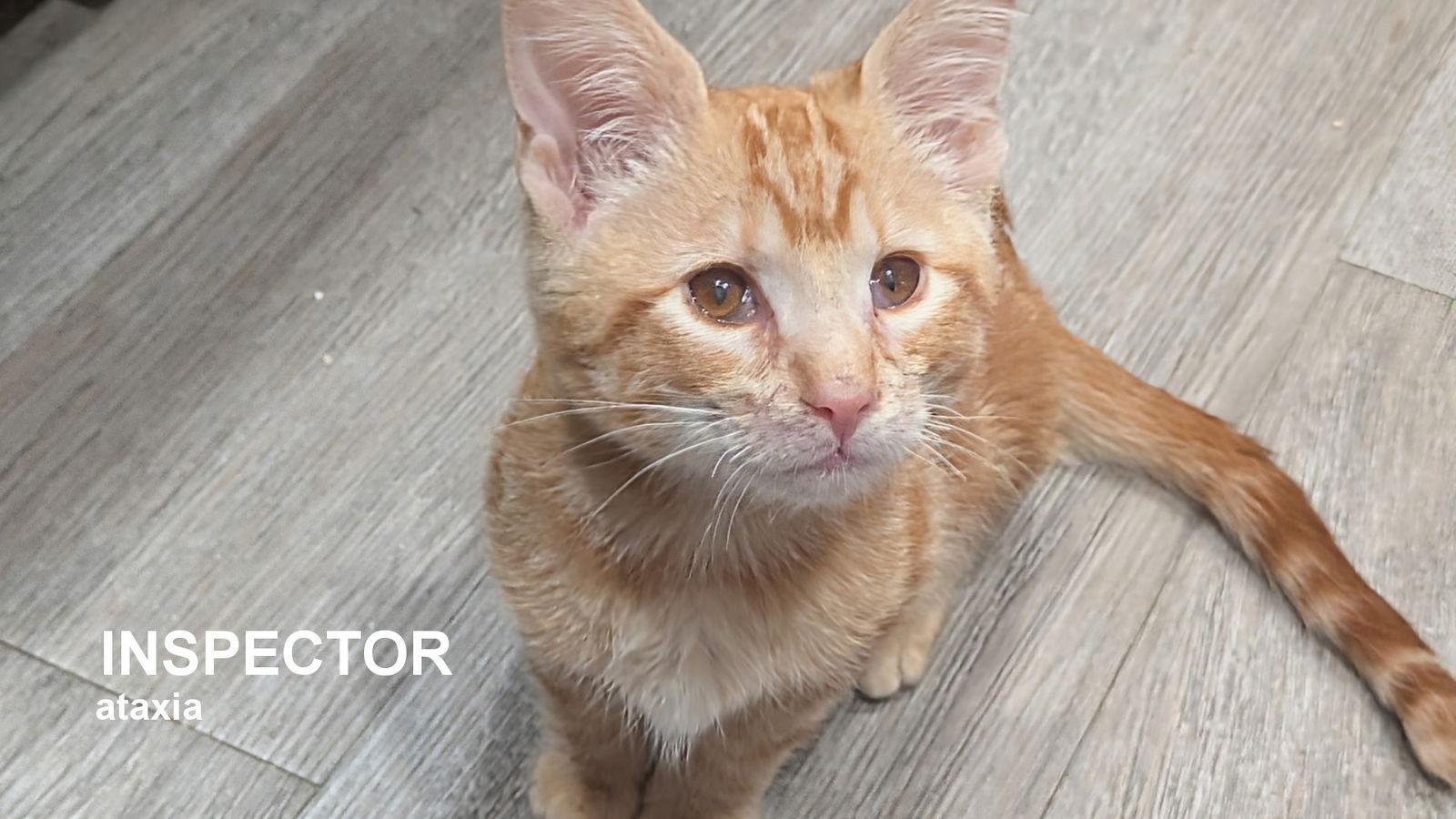 Inspector, Adoptable, Kitten Male Domestic Short Hair.