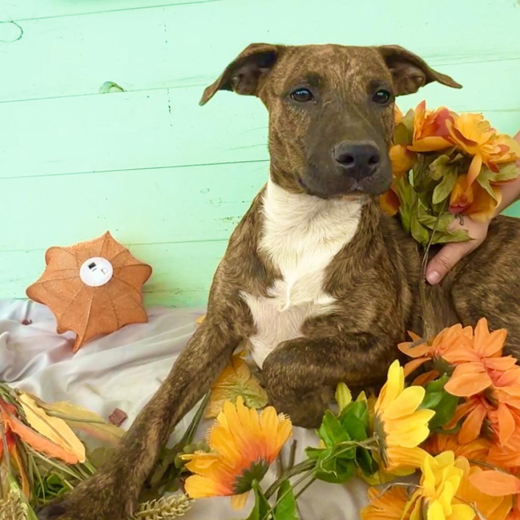 Chelsea, Adoptable, Adult Female Pit Bull Terrier.
