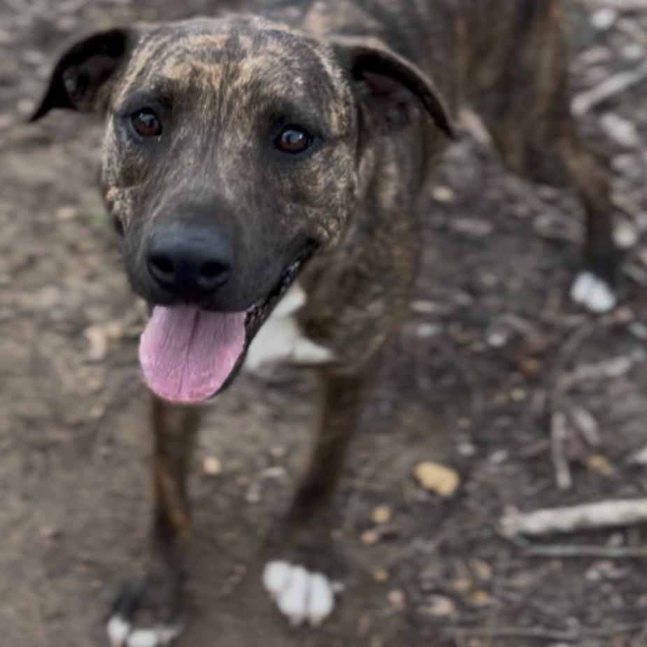 Enlarge Chelsea, a Adoptable mixed breed in Wiggins, MS image 1/2
