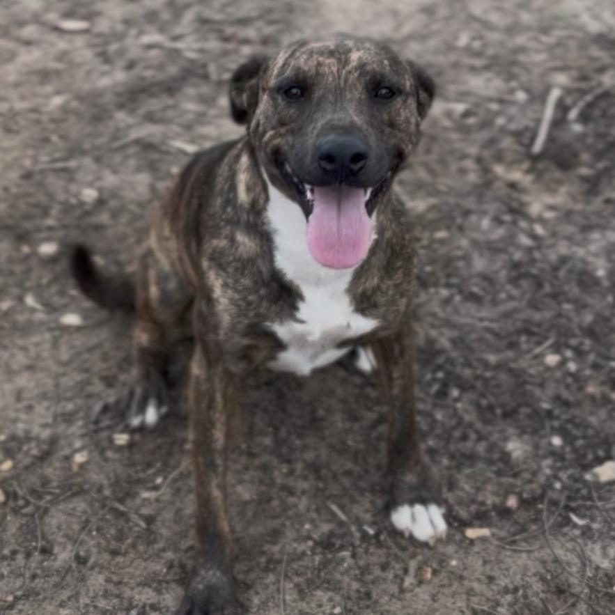 Enlarge Chelsea, a Adoptable mixed breed in Wiggins, MS image 2/2