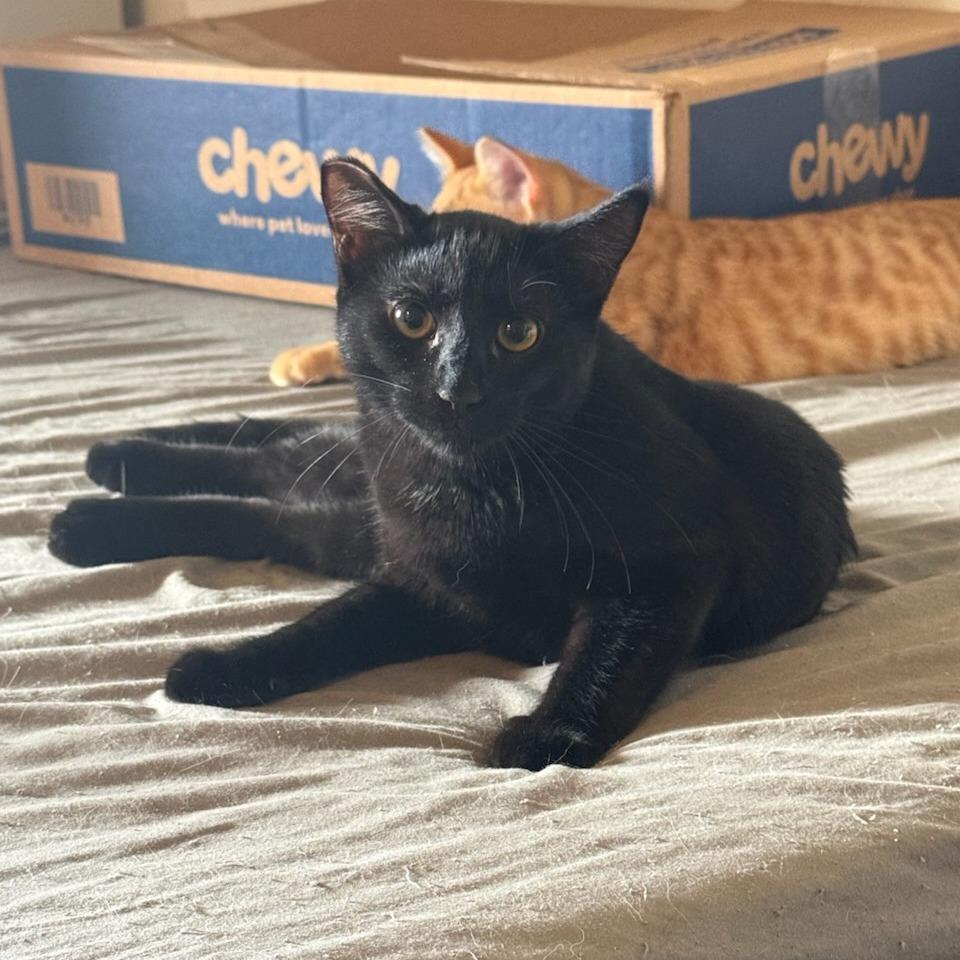 Poe, Adoptable, Young Female Domestic Short Hair.