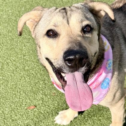 Enlarge Zella, a Adoptable mixed breed in Largo, FL image 1/3