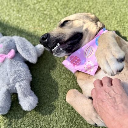 Enlarge Zella, a Adoptable mixed breed in Largo, FL image 2/3