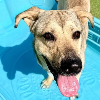 Enlarge Zella, a Adoptable mixed breed in Largo, FL image 3/3