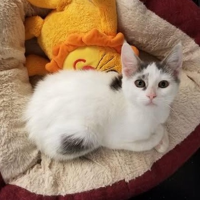 Annie, adopted, Kitten Female Domestic Short Hair.