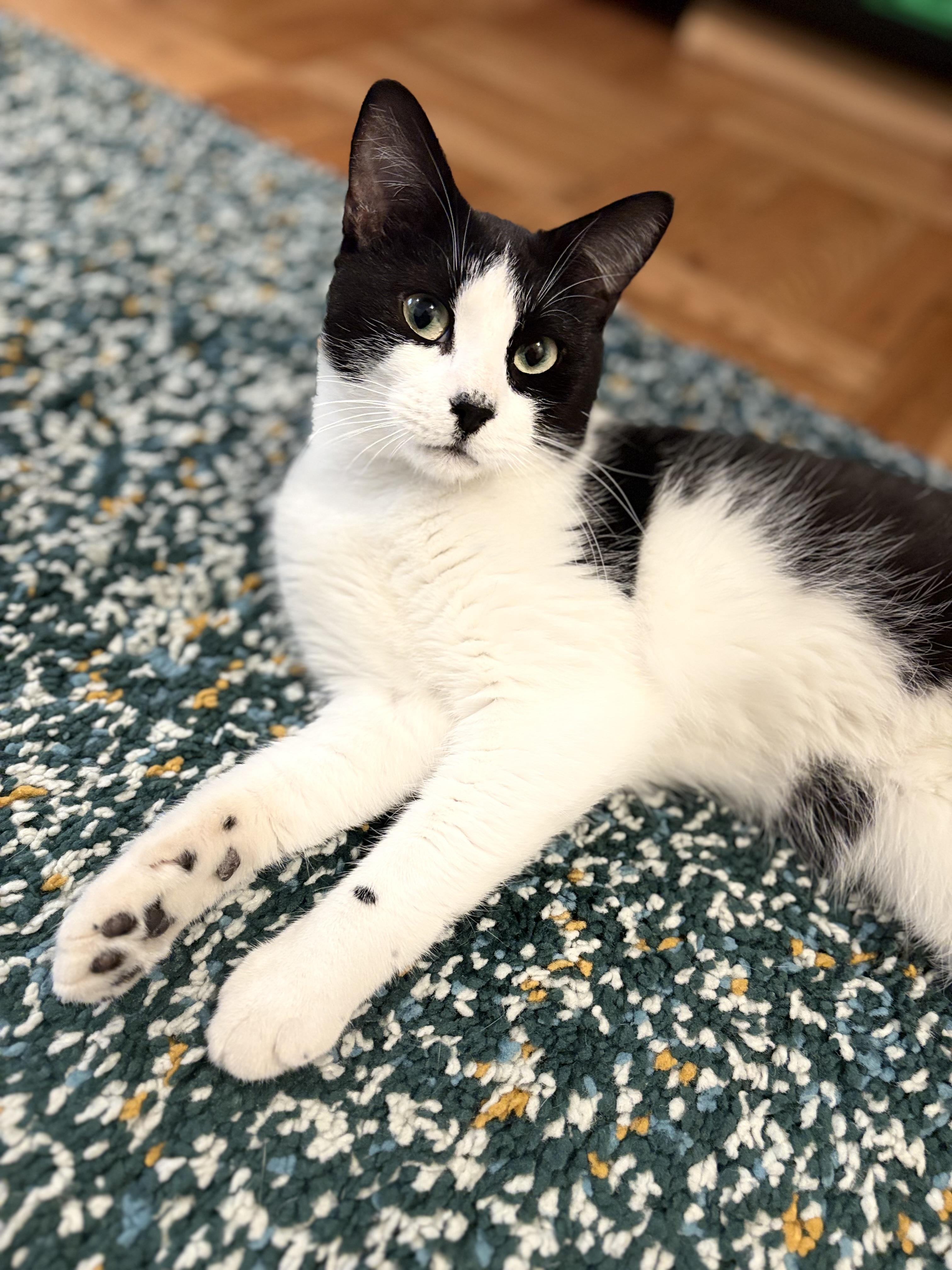 Enlarge Aidan, a Adoptable Domestic Short Hair in New York, NY image 5/5