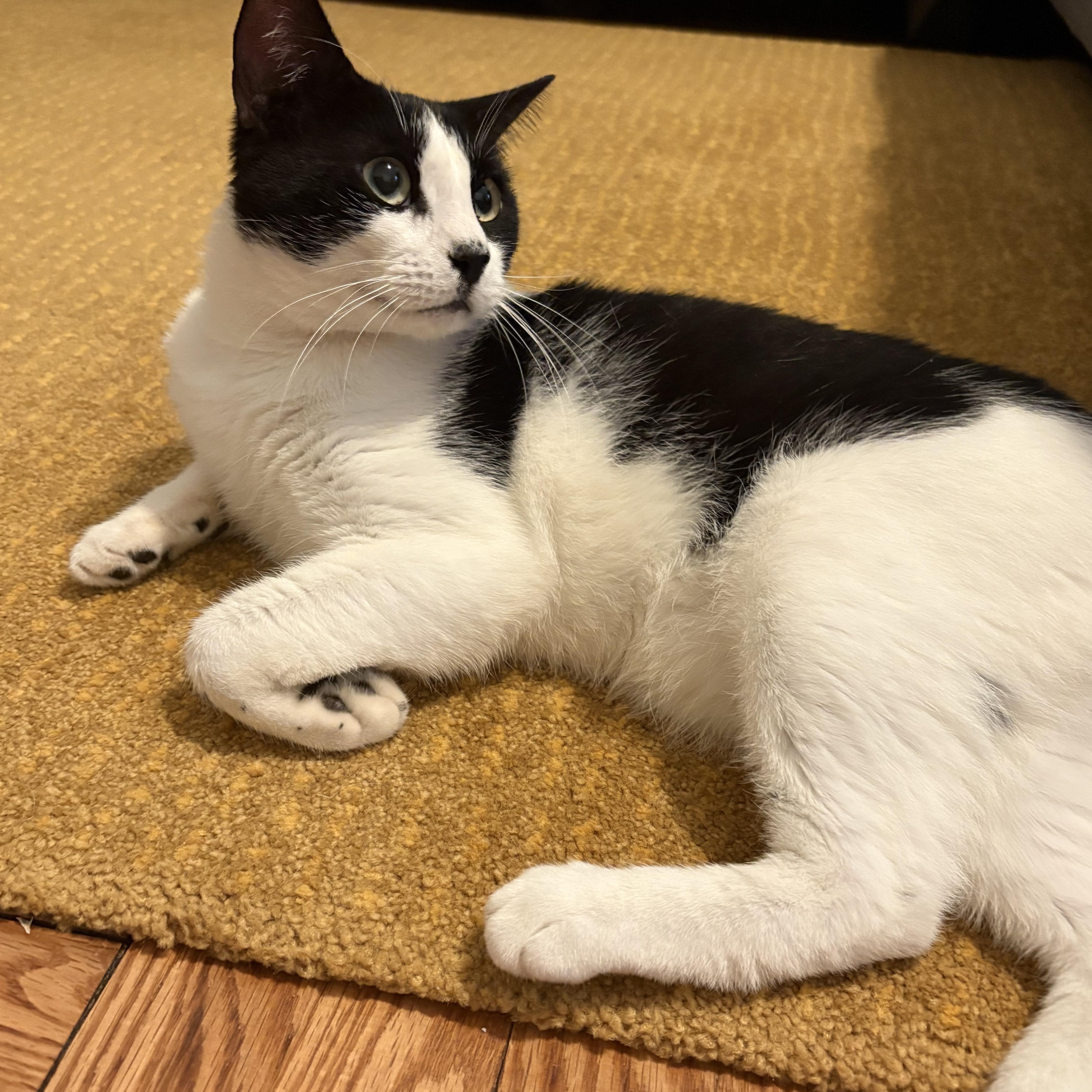 Enlarge Aidan, a Adoptable Domestic Short Hair in New York, NY image 2/5