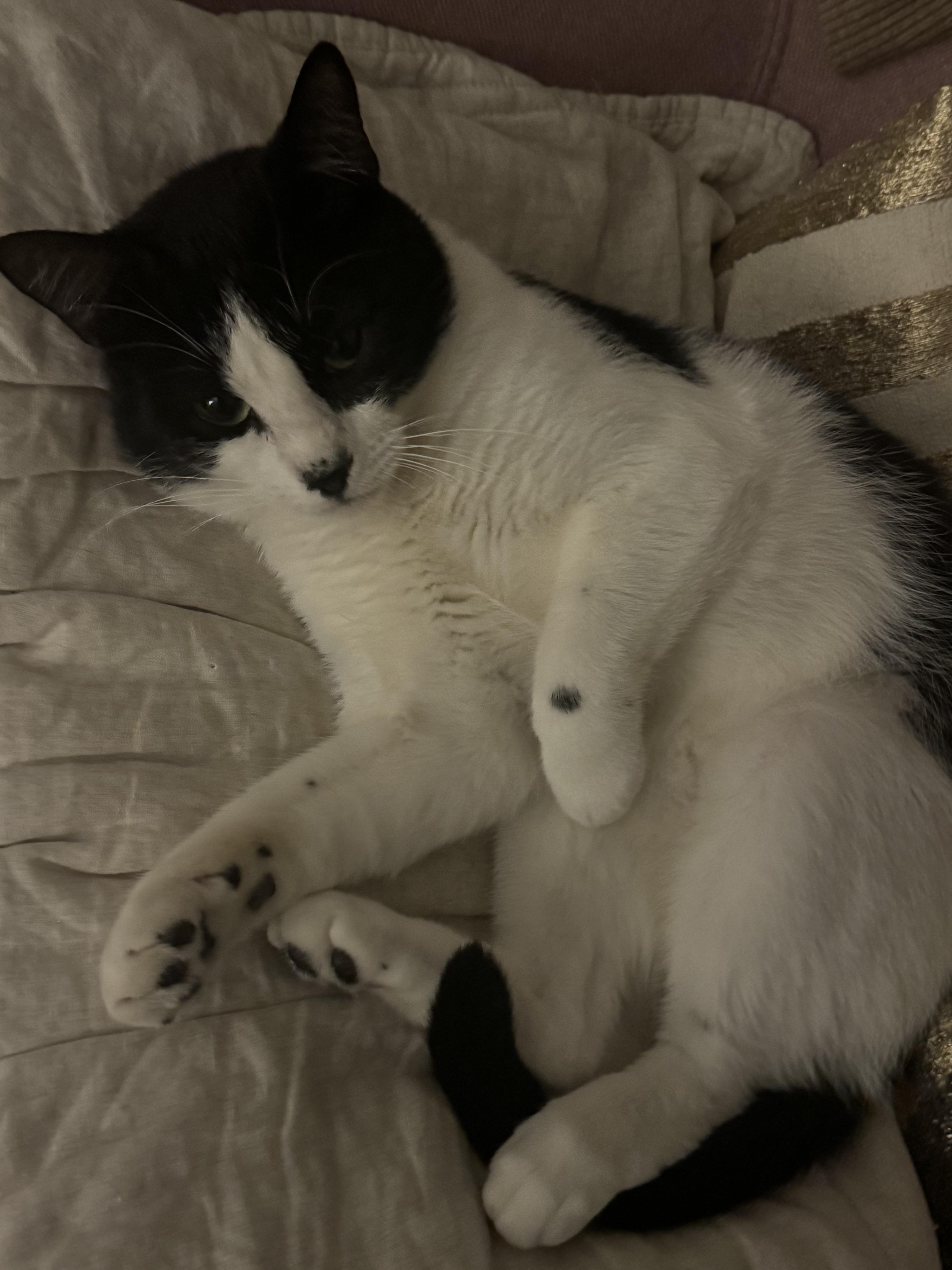 Enlarge Aidan, a Adoptable Domestic Short Hair in New York, NY image 4/5