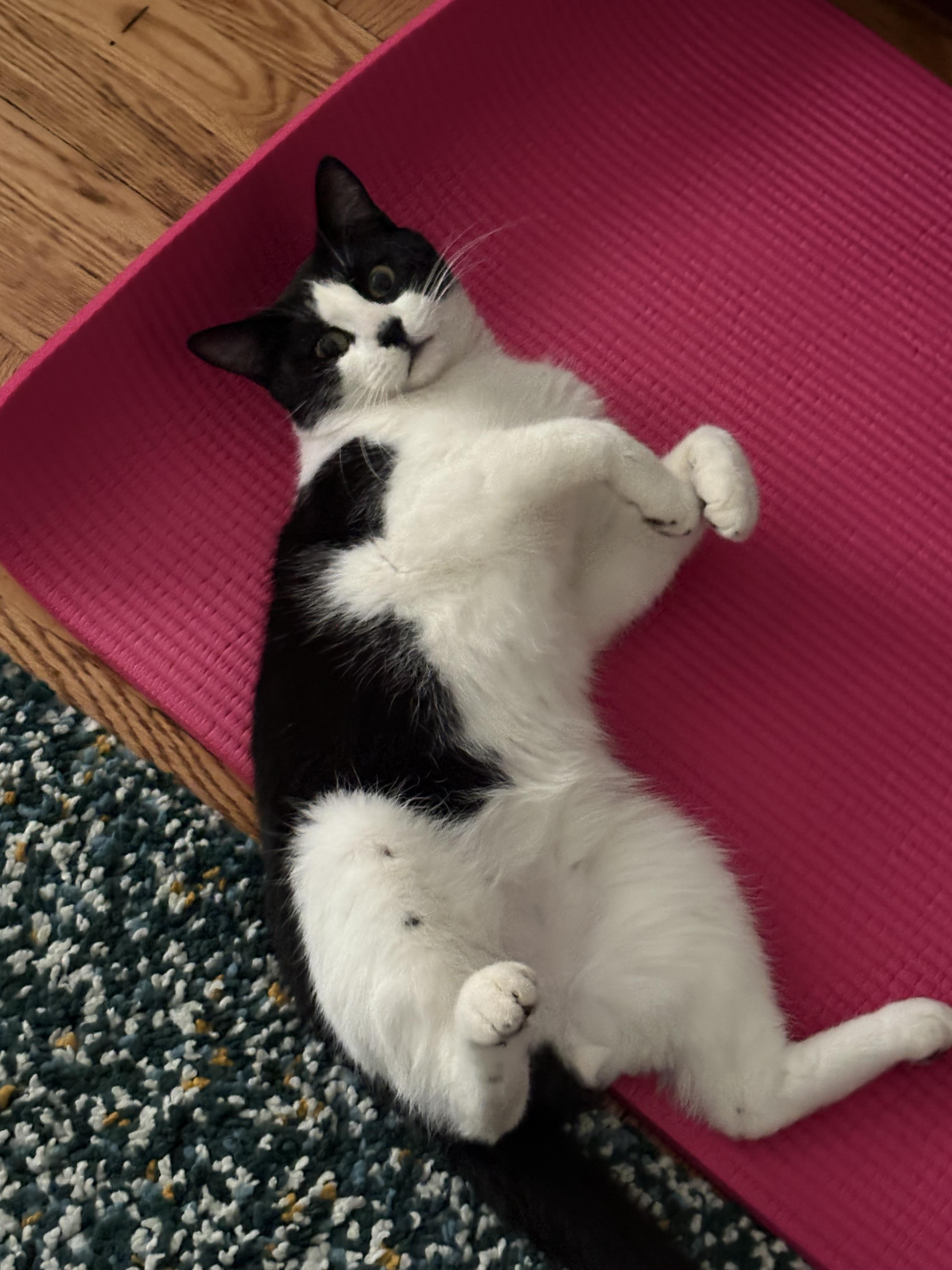 Aidan, Adoptable, Young Male Domestic Short Hair.