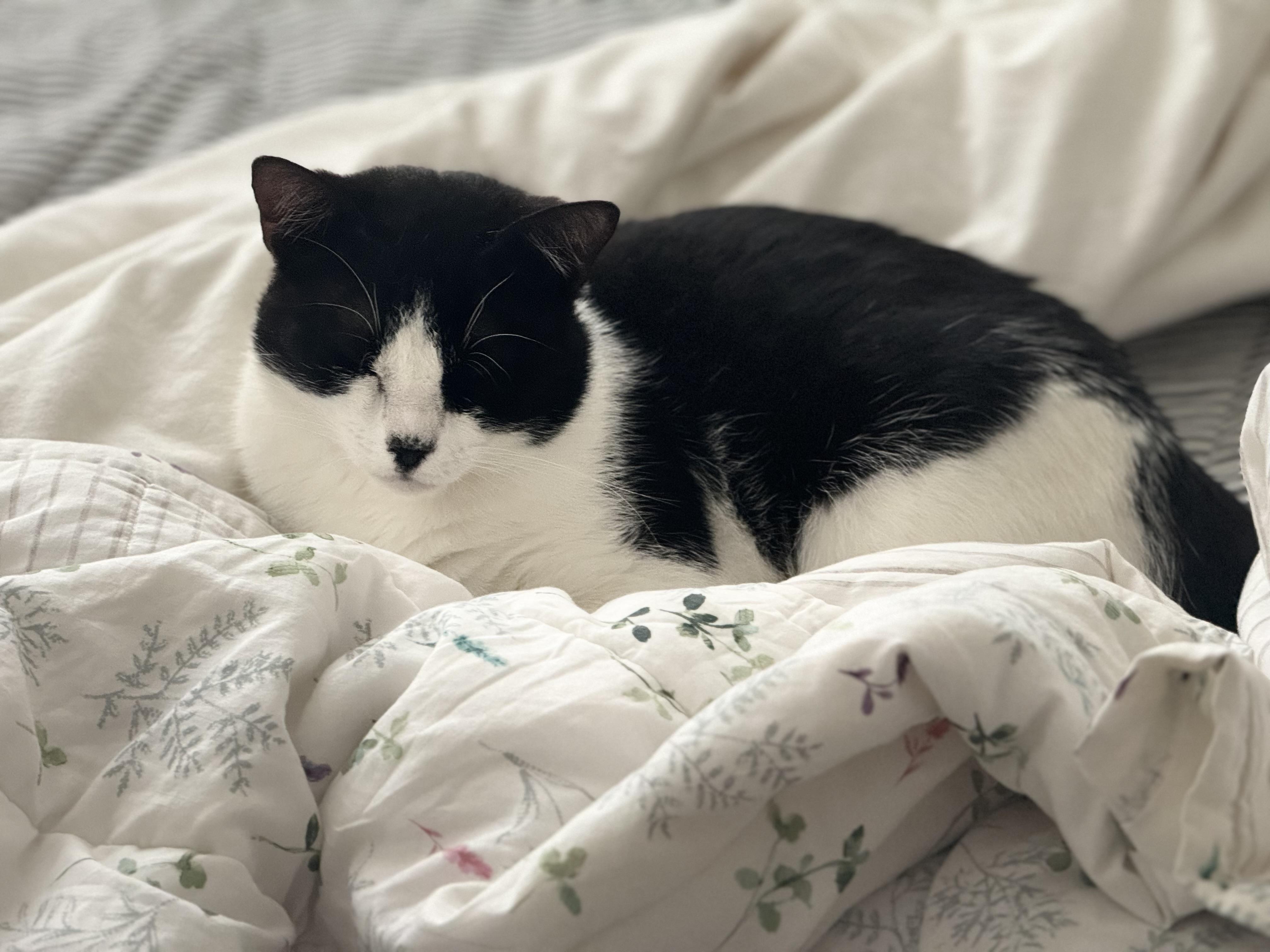 Enlarge Aidan, a Adoptable Domestic Short Hair in New York, NY image 3/5