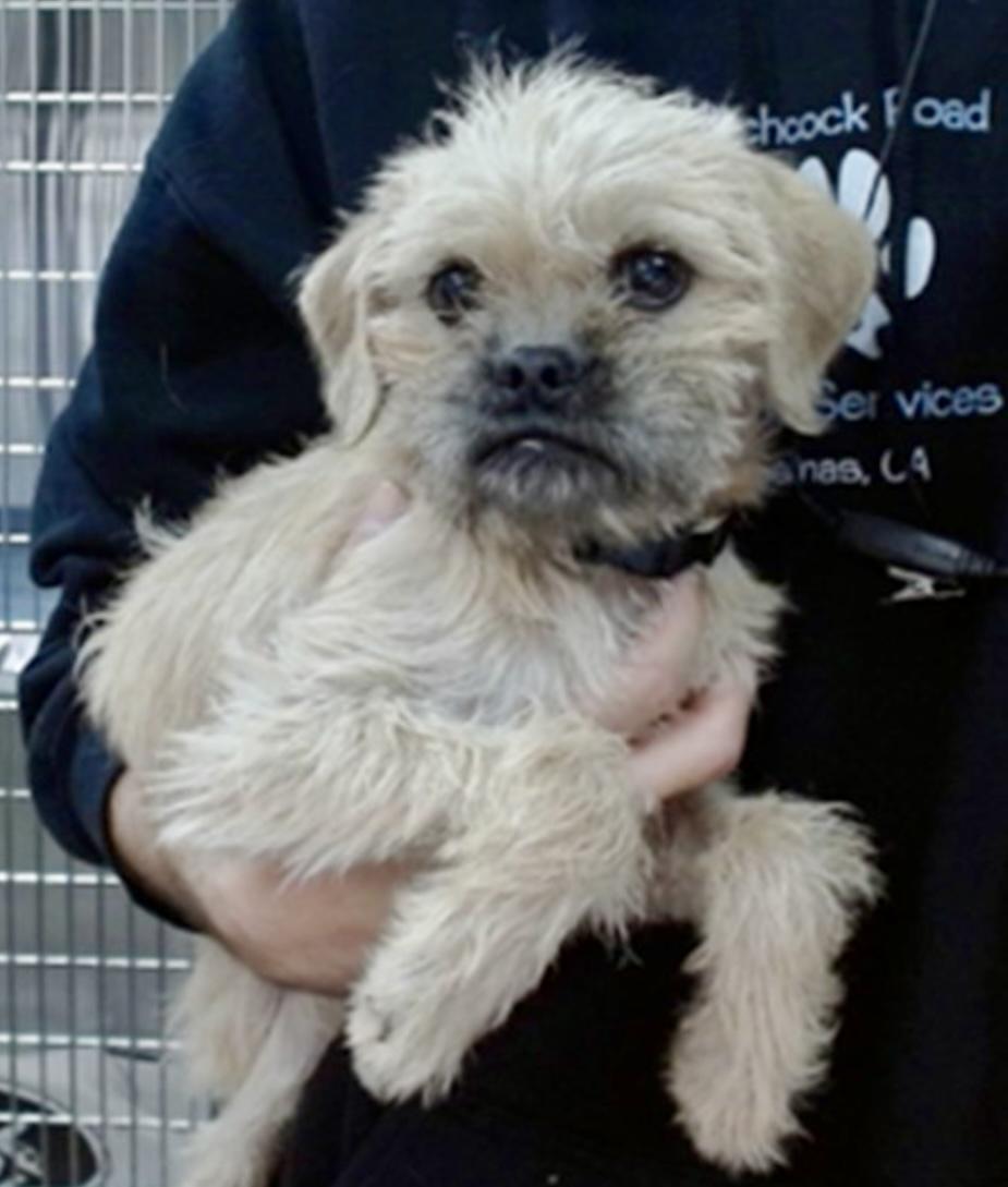 Enlarge Waffles, a Adopted mixed breed in Salinas, CA image 1/1