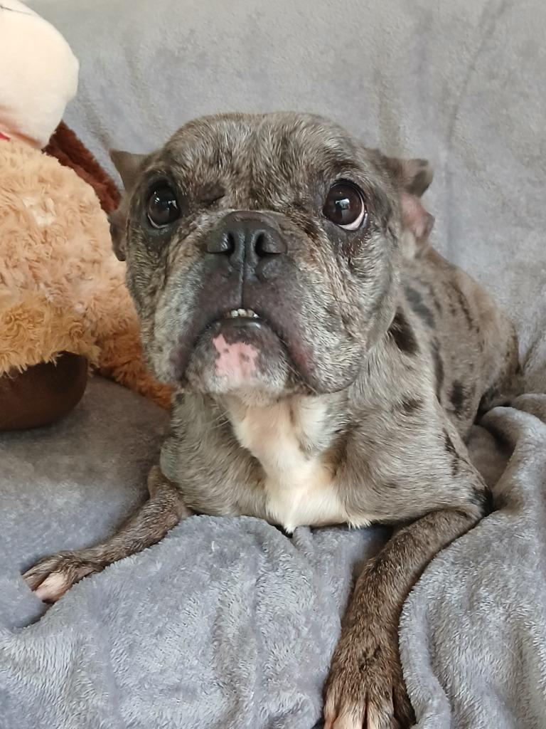 Boone, a Adoptable French Bulldog in Fort Worth, TX image 1/3