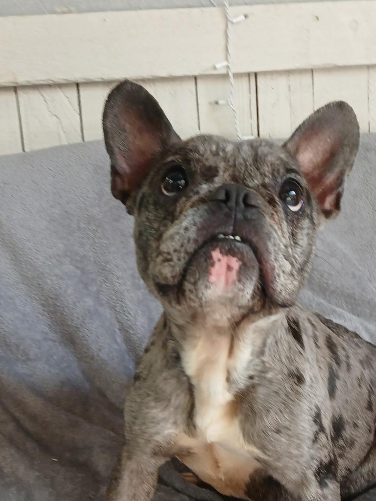 Boone, a Adoptable French Bulldog in Fort Worth, TX image 2/3